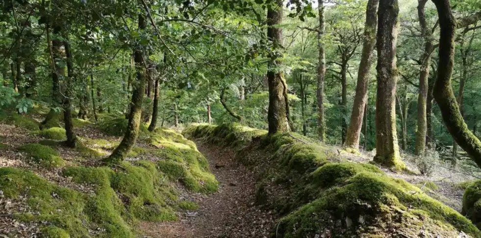 Forêt du Cranou, France